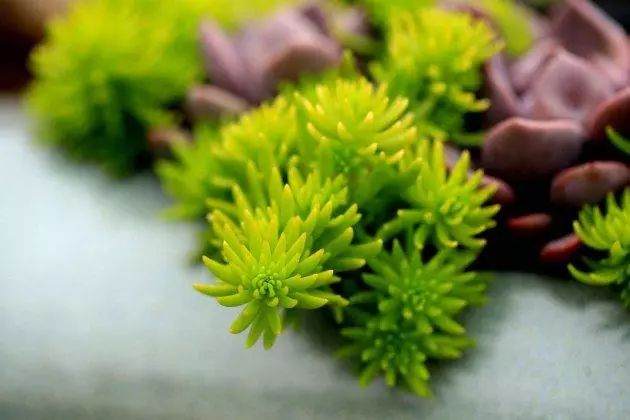 多肉植物这样换盆 没有养不好的多肉！