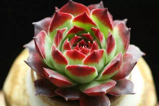 多肉植物这样换盆 没有养不好的多肉！