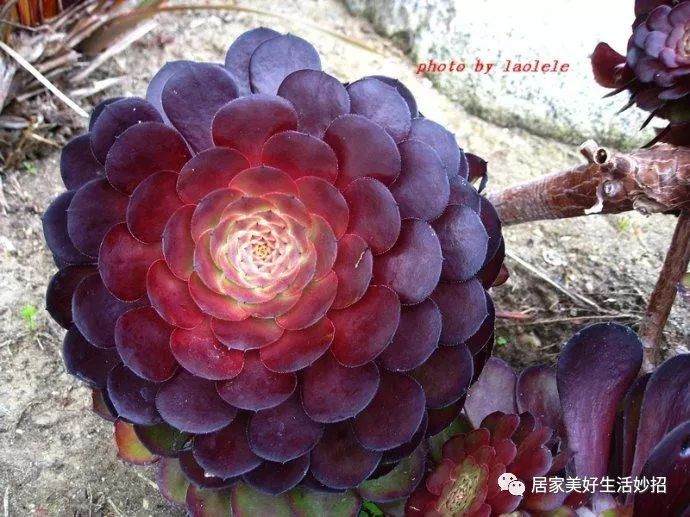 多肉植物——黑法师 你真的了解它吗?