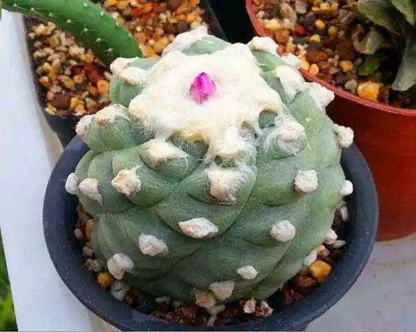 如何避免多肉植物带来的伤害？