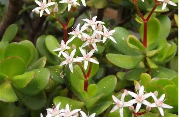 如何避免多肉植物带来的伤害 图片