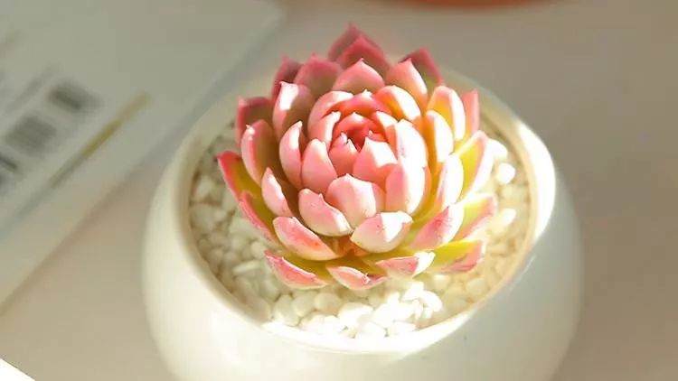 多肉小学堂 植株的越冬小经验