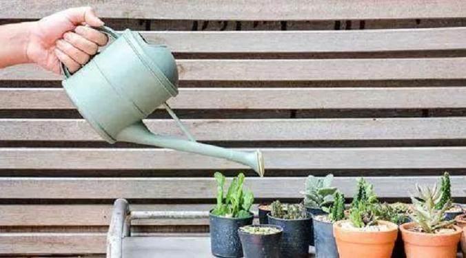 你的多肉长不好 原因在这4个错误做法里