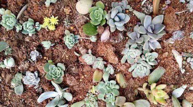 你的多肉长不好 原因在这4个错误做法里