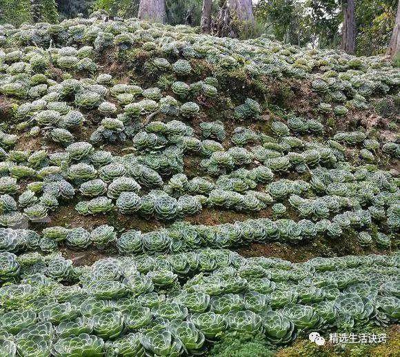 用了这4个妙招 多肉长得跟白菜一样多