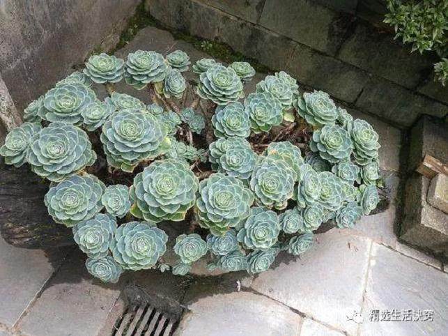 用了这4个妙招 多肉长得跟白菜一样多