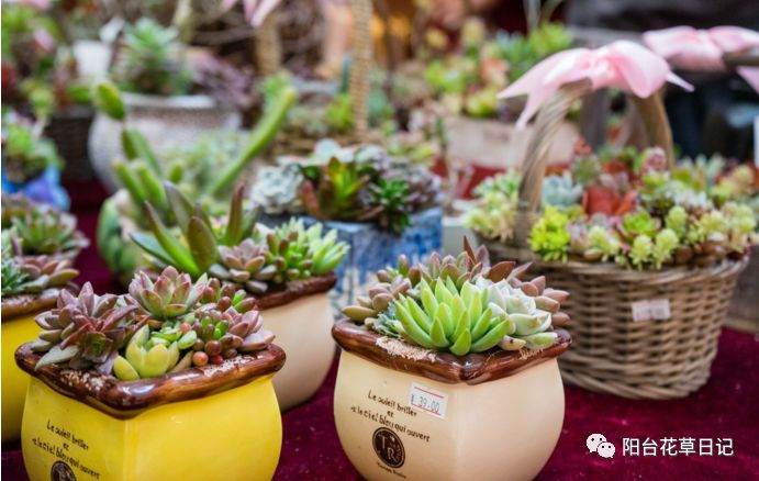 给多肉换盆时 千万不能犯这6个错误！
