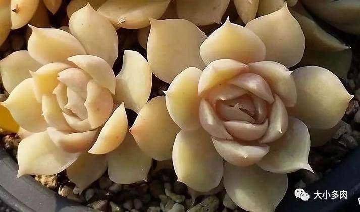 给多肉换盆时 千万不能犯这6个错误！