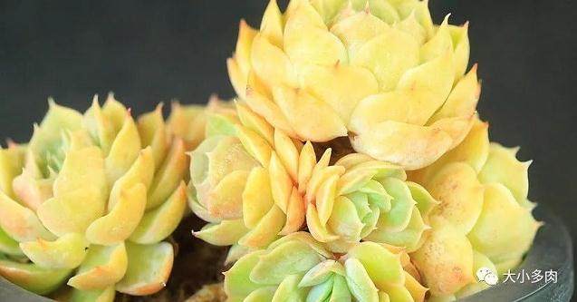 景天科拟石莲花属多肉植物 怎么养?