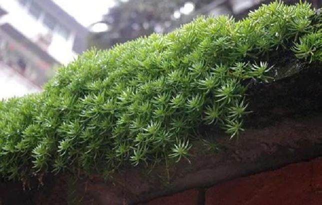 这4种多肉在屋顶上长成片 我们却还在花钱买