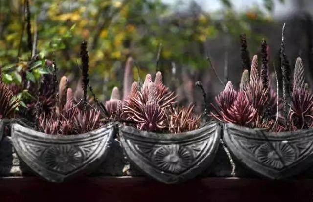 这4种多肉在屋顶上长成片 我们却还在花钱买？