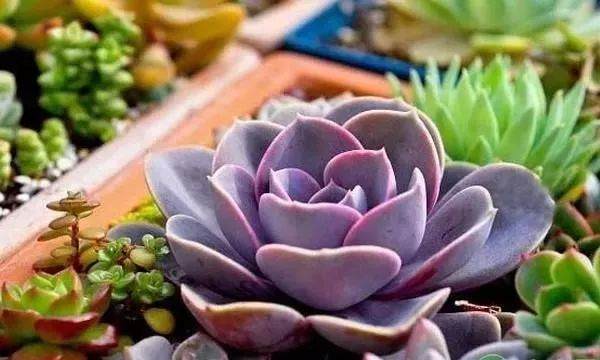 南北方冬季多肉养护管理方法