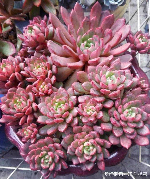 由于诸多原因 今年的多肉确实不曾好好养护