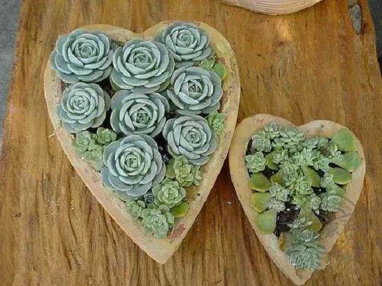 家养多肉植物该如何越冬?