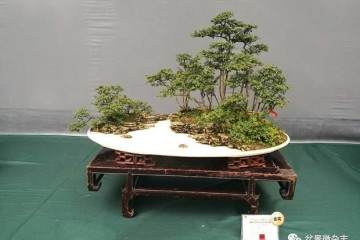 巴渝的国家级盆景大师  田一卫