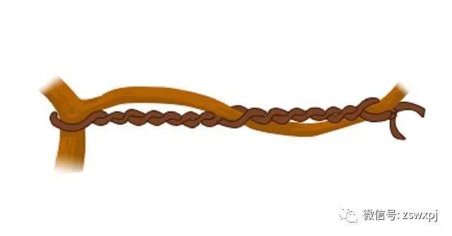 图解 盆景攀扎怎么棕丝扎法 的11个方法