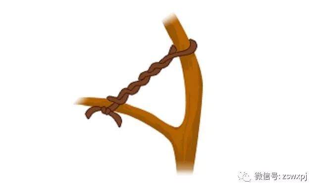 图解 盆景攀扎怎么棕丝扎法 的11个方法