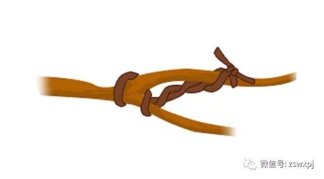 图解 盆景攀扎怎么棕丝扎法 的11个方法