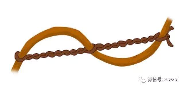 图解 盆景攀扎怎么棕丝扎法 的11个方法