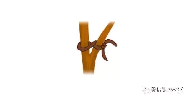 图解 盆景攀扎怎么棕丝扎法 的11个方法