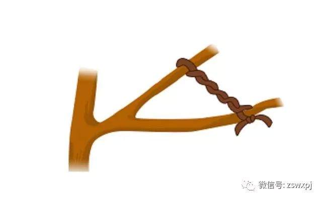 图解 盆景攀扎怎么棕丝扎法 的11个方法