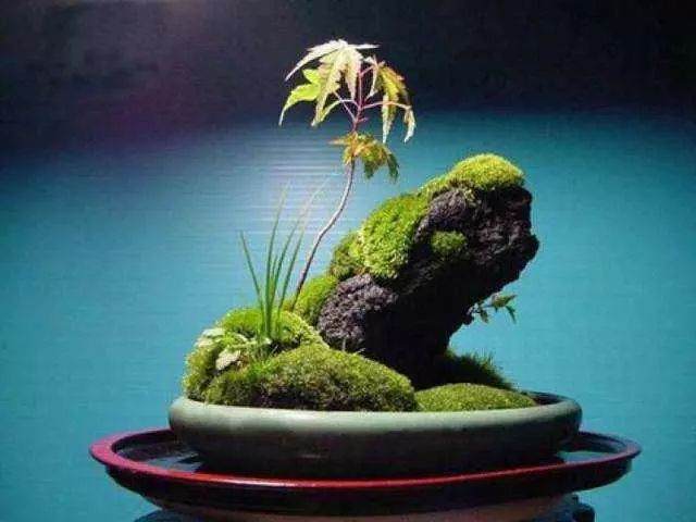 山水盆景什么最重要?会点苔就成功一半了