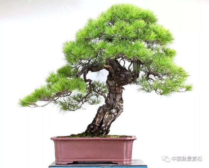 中日盆景大师华山论剑----哲学篇