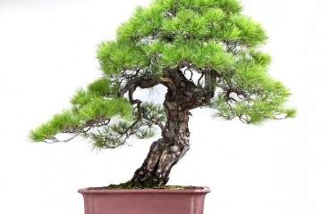 中日盆景大师华山论剑哲学篇