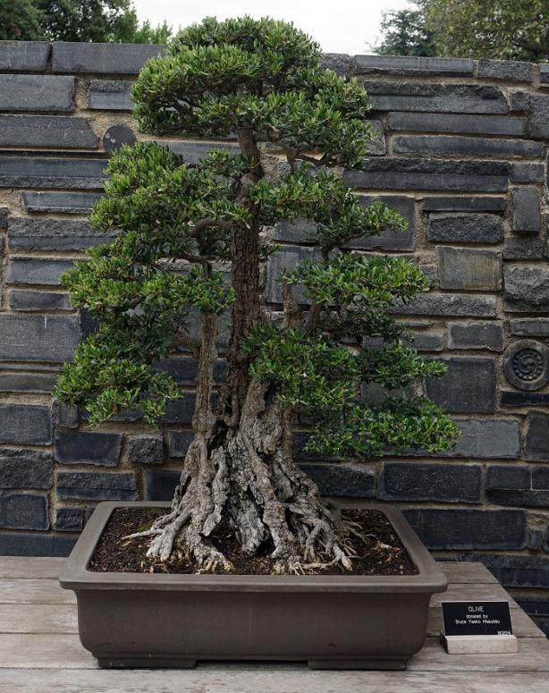 亨廷顿花园的盆景展览