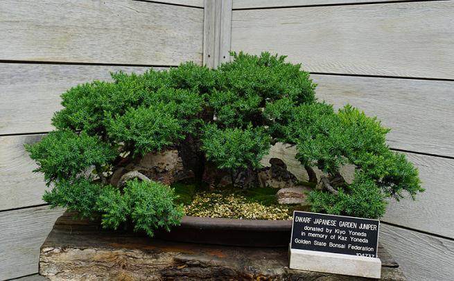 昨天我设法在洛杉矶的一些盆景中装修