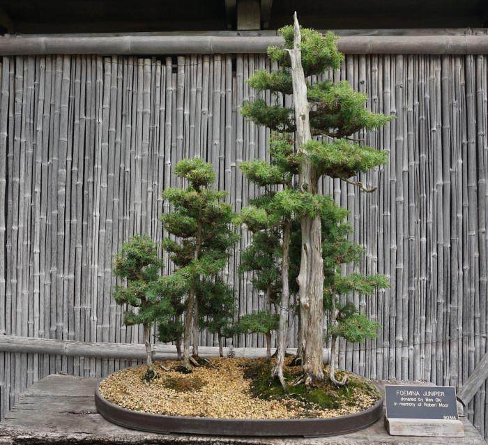 昨天我设法在洛杉矶的一些盆景中装修