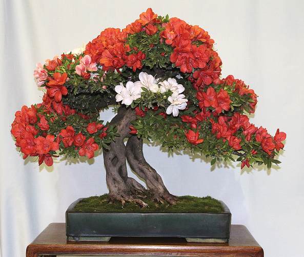 2017年 纽约州北部第44届展览照片