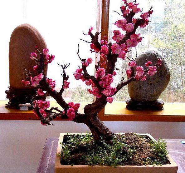 你知道如何制作腊梅盆景吗?