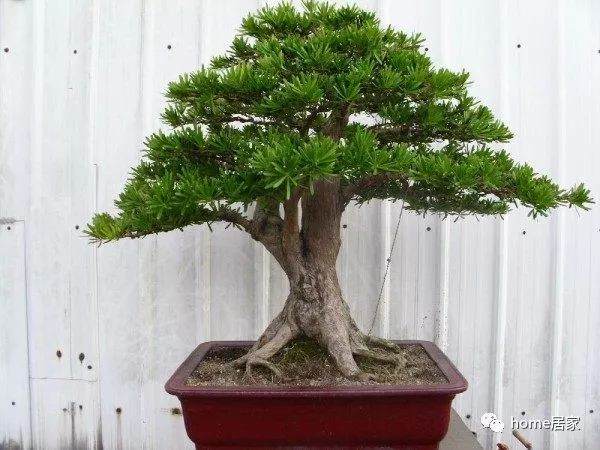 想制作天价罗汉松盆景 要这样造型！