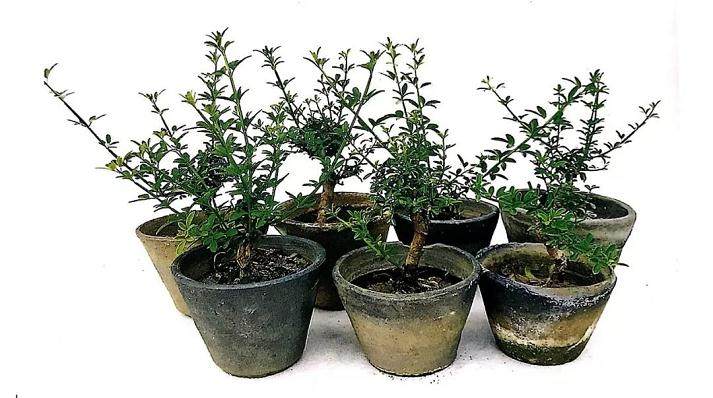 图解 丛林式微型盆景的制作案例