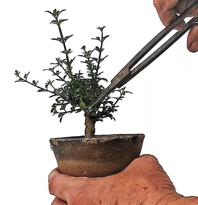 图解 丛林式微型盆景的制作案例