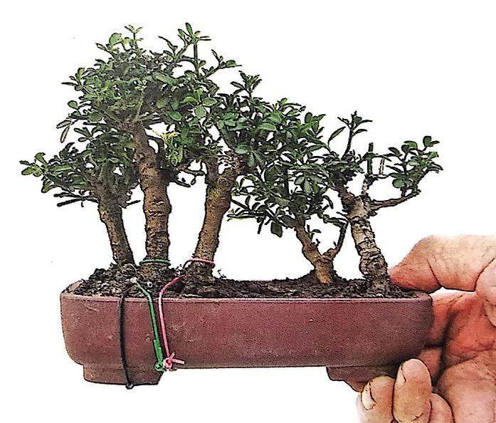 图解 丛林式微型盆景的制作案例