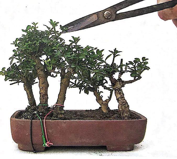 图解 丛林式微型盆景的制作案例