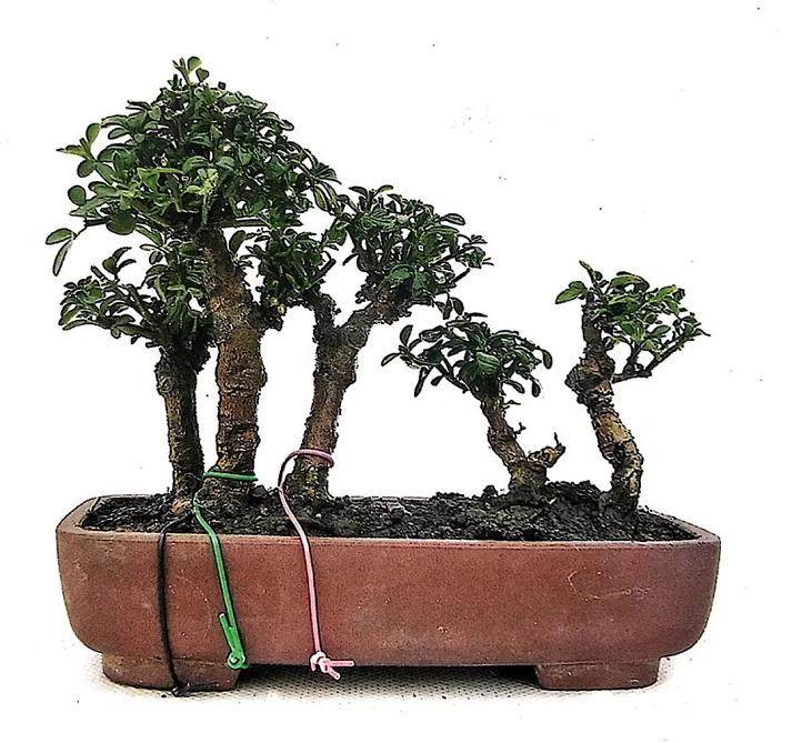 图解 丛林式微型盆景的制作案例