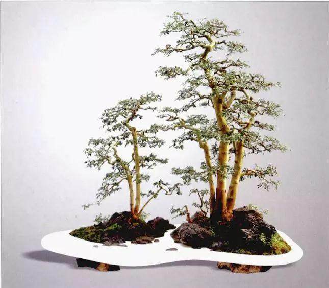 砚式盆景有以下5个特点