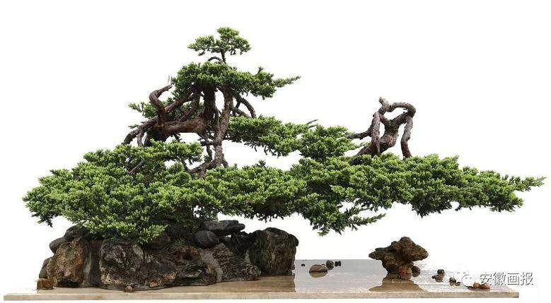 六安束苑:盆景艺术的精神高地