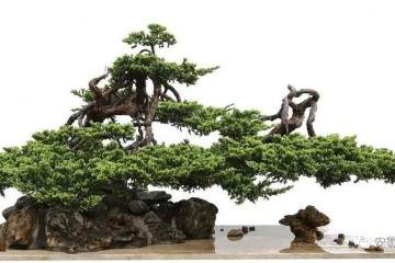 六安束苑盆景艺术的精神高地