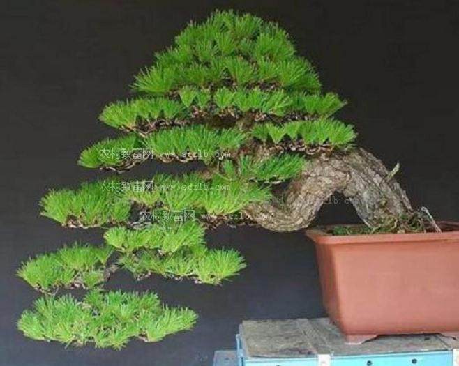 如何有造型的马尾松盆景挖下山?