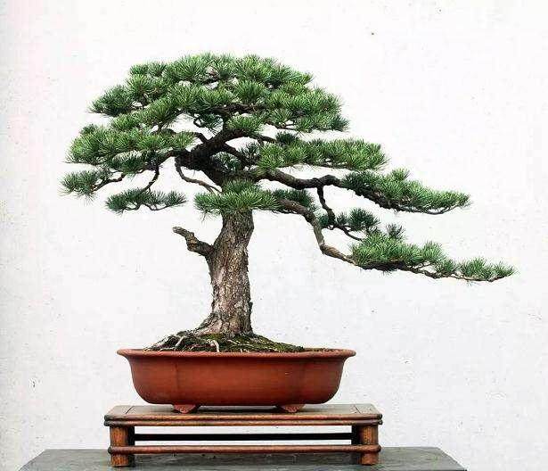 如何有造型的马尾松盆景挖下山?