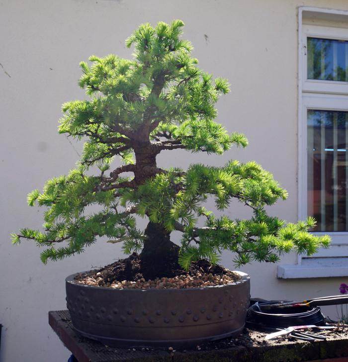 在爱尔兰芒斯特盆景俱乐部的一些人交往