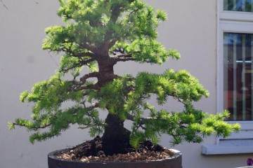 在爱尔兰芒斯特盆景俱乐部的一些人交往