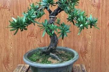 200元价格买的大理罗汉松盆景 可以吗