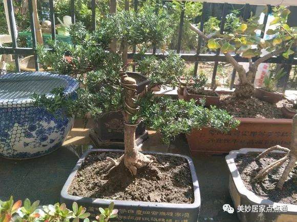 200元价格买的大理罗汉松盆景 可以吗