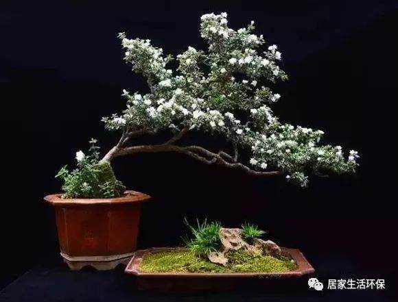 桂花盆景的浇水与施肥技巧