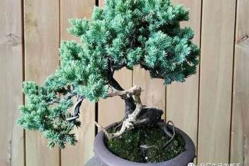 地养5年的珍珠柏 做成盆景后美不胜收